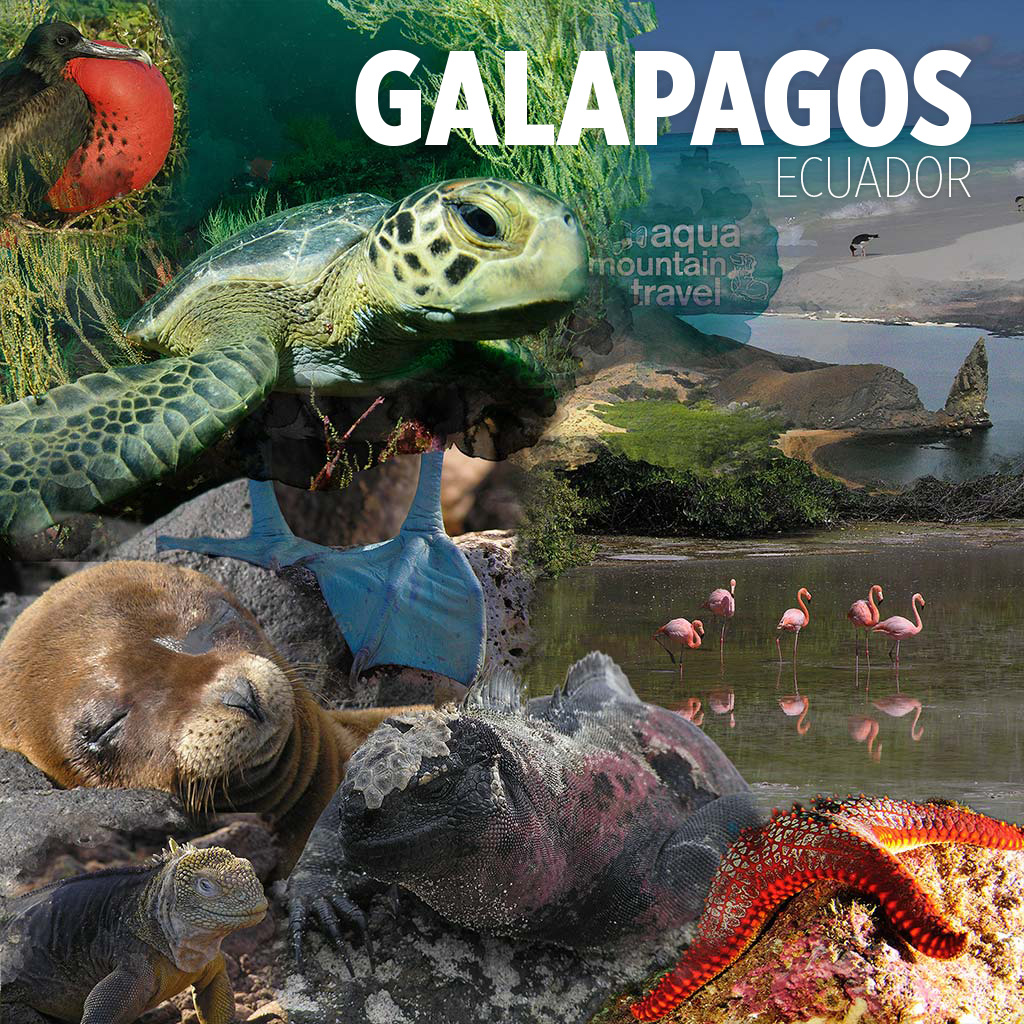 Tausafariprogramm Galapagos